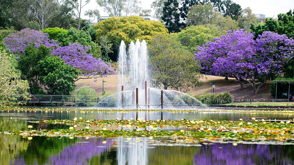 UQ lake and Jacarandas